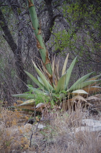Agave havardiana