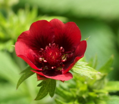 Potentilla thurberi