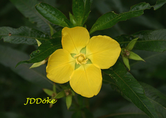 Ludwigia elegans