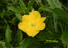 Ludwigia elegans
