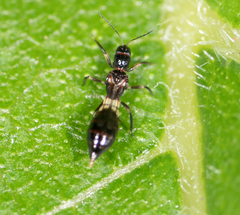 Franklinothrips vespiformis