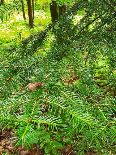Needle fir (Abies holophylla)