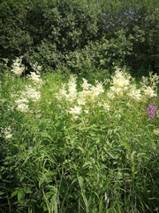 Filipendula