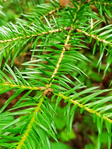Manchurian fir