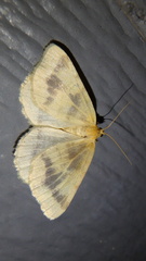 Macaria ribearia