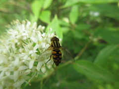 Parhelophilus integer