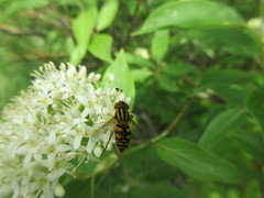 Parhelophilus integer