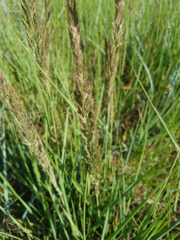 Agrostidinae