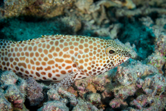Honeycomb Grouper photo 2