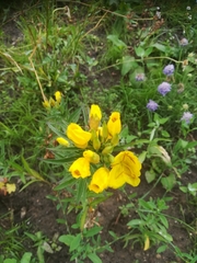 Oenothera biennis