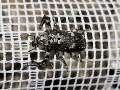 Gasterocercus depressirostris
