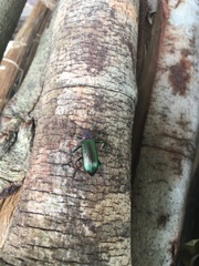 Strongylium auratum