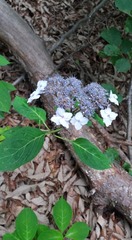 Hydrangea serrata