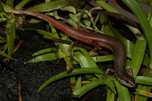 Cabinda Lidless Skink, Panaspis cabindae
