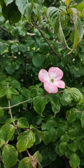 Cornus kousa
