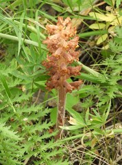 Orobanche alsatica