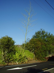 Furcraea selloana