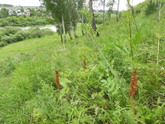 Orobanche alsatica