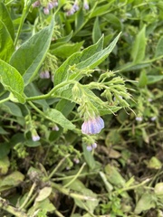 Symphytum officinale