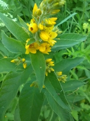 Lysimachia vulgaris