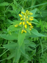 Lysimachia vulgaris
