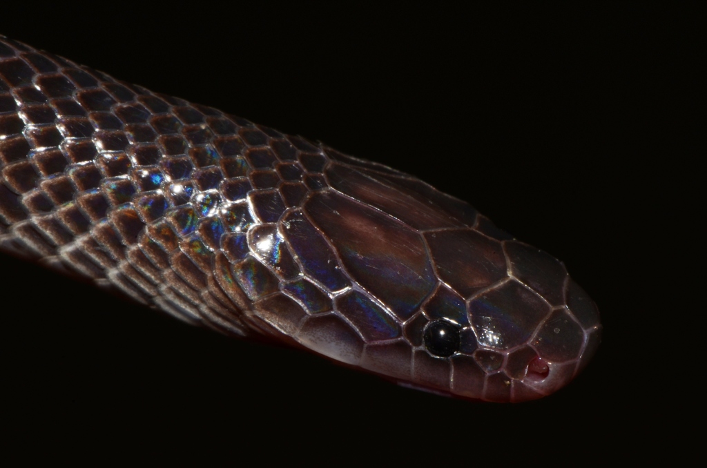 Mehelyas