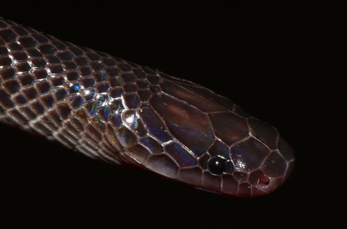 Small-eyed File Snake