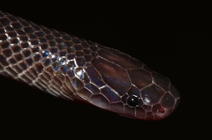 Gonionotophis stenophthalmus image
