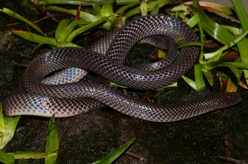 Small-eyed File Snake