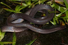 Small-Eyed File Snake photo 3