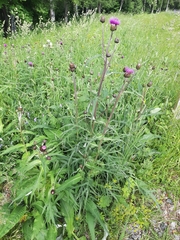 Cirsium heterophyllum