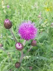 Cirsium heterophyllum