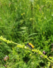 Lachnaia sexpunctata