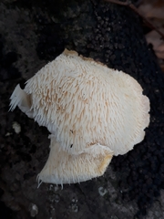 Hericium cirrhatum