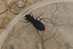 Dromochorus belfragei