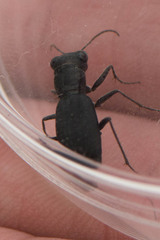 Dromochorus belfragei