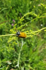 Lachnaia sexpunctata