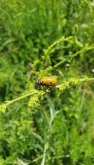 Lachnaia sexpunctata