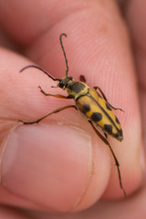 Typocerus octonotatus