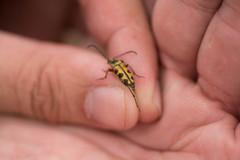 Typocerus octonotatus