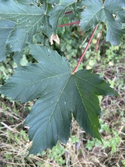 Acer pseudoplatanus