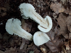 Hericium cirrhatum