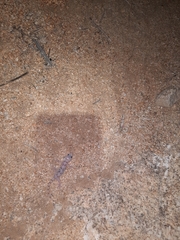 Phyllodactylus nocticolus