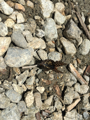 Euphydryas chalcedona chalcedona