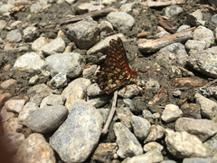 Euphydryas chalcedona chalcedona