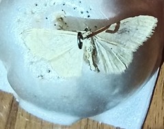 Lepidoptera