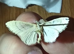Lepidoptera
