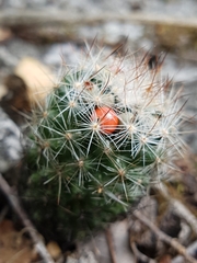 Escobaria dasyacantha