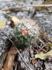 Escobaria dasyacantha