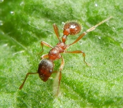 Myrmica ruginodis